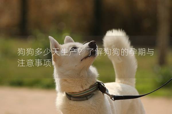 狗狗多少天生產(chǎn)？了解狗狗的孕期與注意事項(xiàng)