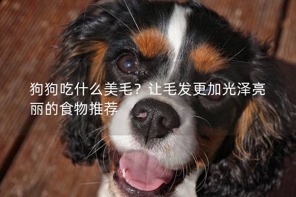 狗狗吃什么美毛？讓毛發(fā)更加光澤亮麗的食物推薦
