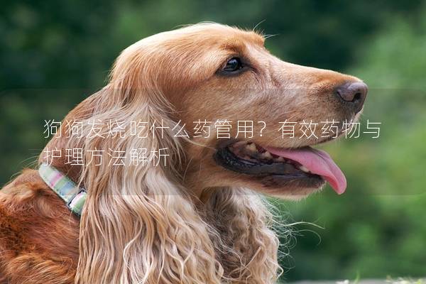 狗狗發(fā)燒吃什么藥管用？有效藥物與護(hù)理方法解析