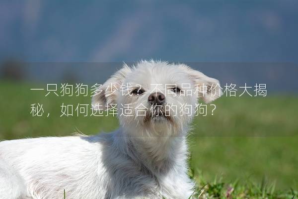 一只狗狗多少錢？不同品種價格大揭秘，如何選擇適合你的狗狗？