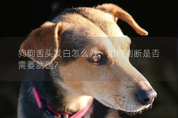 狗狗舌頭發(fā)白怎么辦，如何判斷是否需要就醫(yī)？