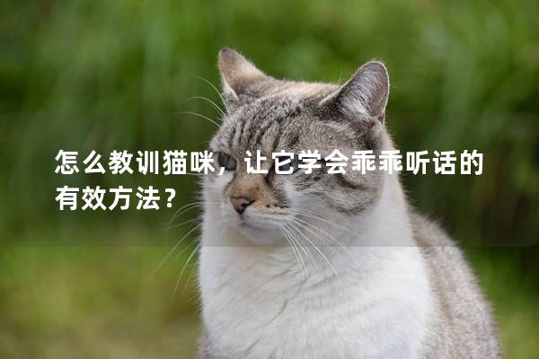 怎么教訓貓咪，讓它學會乖乖聽話的有效方法？
