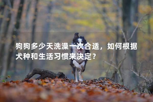 狗狗多少天洗澡一次合適，如何根據犬種和生活習慣來決定？
