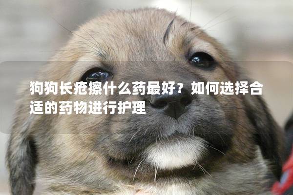 狗狗長瘡擦什么藥最好？如何選擇合適的藥物進行護理