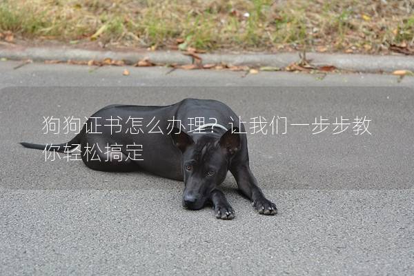 狗狗證書怎么辦理？讓我們一步步教你輕松搞定