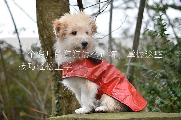 一個多月的狗狗怎么訓練，掌握這些技巧輕松上手