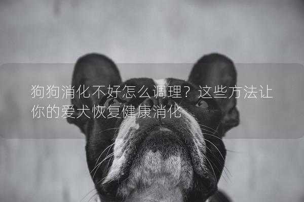 狗狗消化不好怎么調理？這些方法讓你的愛犬恢復健康消化