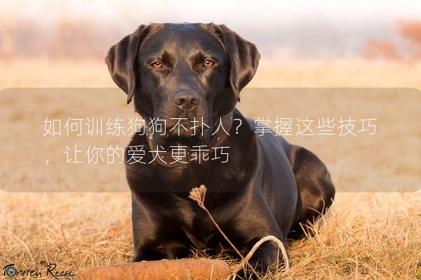 如何訓練狗狗不撲人?掌握這些技巧,讓你的愛犬更乖巧 如何訓練狗狗不撲人?掌握這些技巧,讓你的愛犬更乖巧