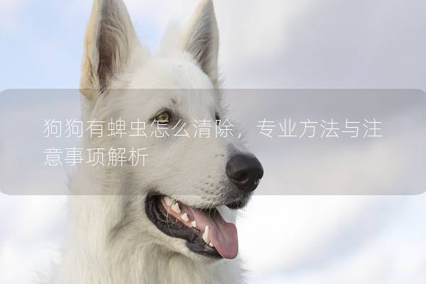 狗狗有蜱蟲怎么清除，專業方法與注意事項解析