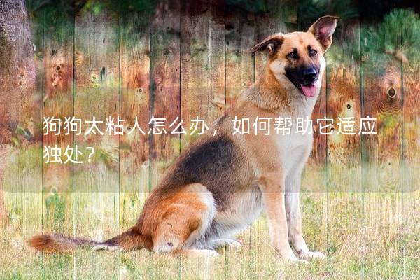 狗狗太粘人怎么辦，如何幫助它適應獨處？