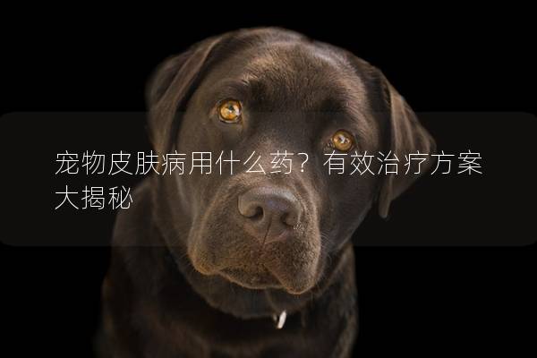 寵物皮膚病用什么藥?有效治療方案大揭秘 寵物皮膚病用什么藥?有效治療方案大揭秘