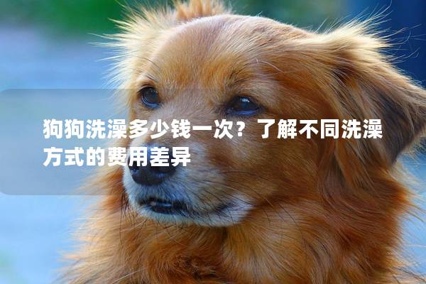 狗狗洗澡多少錢一次？了解不同洗澡方式的費(fèi)用差異