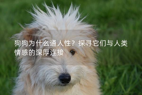 狗狗為什么通人性？探尋它們與人類情感的深厚連接