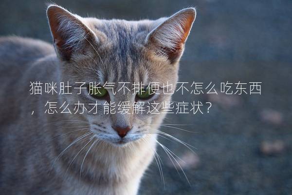 貓咪肚子脹氣不排便也不怎么吃東西,怎么辦才能緩解這些癥狀? 貓咪肚子脹氣不排便也不怎么吃東西,怎么辦才能緩解這些癥狀?