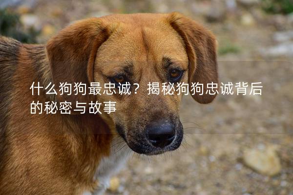 什么狗狗最忠誠？揭秘狗狗忠誠背后的秘密與故事