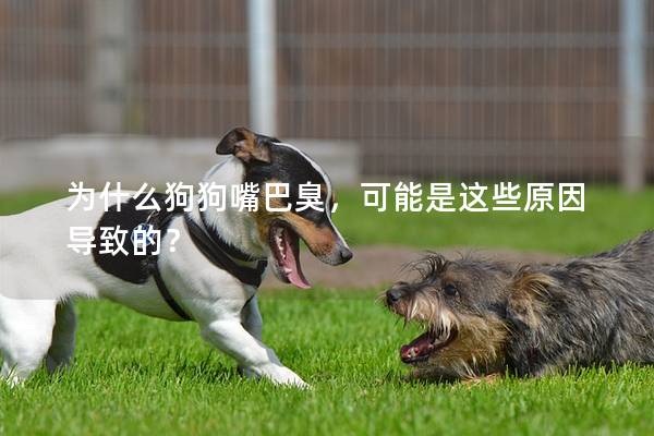 為什么狗狗嘴巴臭，可能是這些原因導致的？