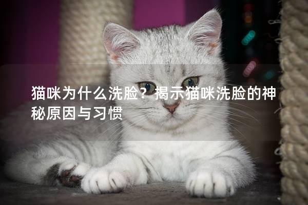 貓咪為什么洗臉？揭示貓咪洗臉的神秘原因與習慣