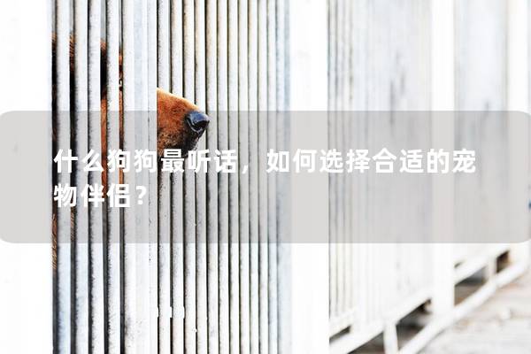 什么狗狗最聽話，如何選擇合適的寵物伴侶？
