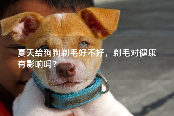 夏天給狗狗剃毛好不好，剃毛對(duì)健康有影響嗎？