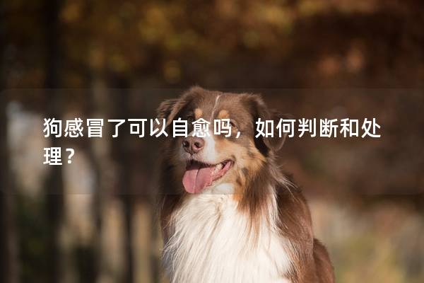 狗感冒了可以自愈嗎,如何判斷和處理? 狗感冒了可以自愈嗎,如何判斷和處理?