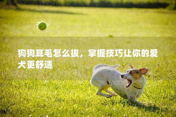 狗狗耳毛怎么拔，掌握技巧讓你的愛犬更舒適
