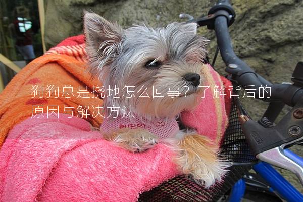 狗狗總是撓地怎么回事？了解背后的原因與解決方法