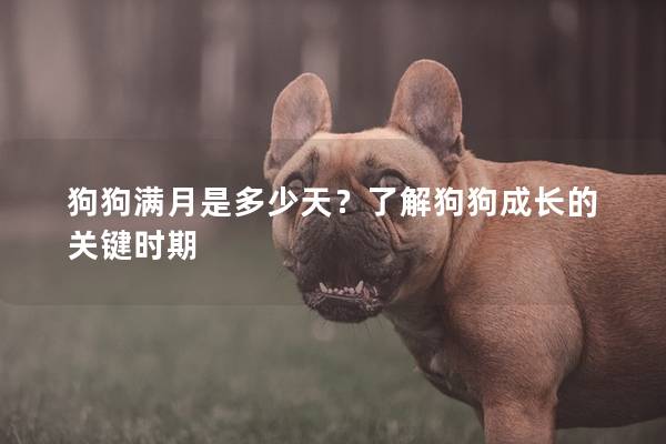 狗狗滿月是多少天？了解狗狗成長的關鍵時期