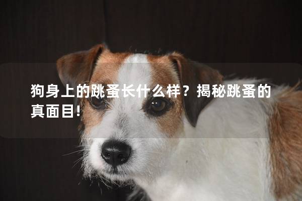 狗身上的跳蚤長什么樣?揭秘跳蚤的真面目! 狗身上的跳蚤長什么樣?揭秘跳蚤的真面目!