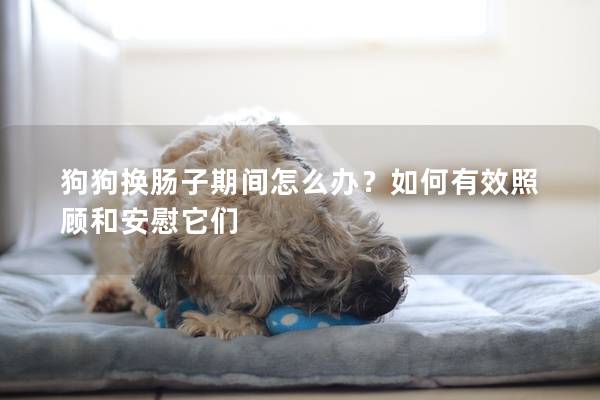 狗狗換腸子期間怎么辦？如何有效照顧和安慰它們