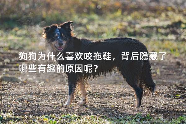 狗狗為什么喜歡咬拖鞋，背后隱藏了哪些有趣的原因呢？