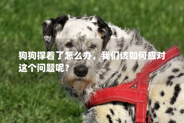 狗狗撐著了怎么辦，我們該如何應對這個問題呢？