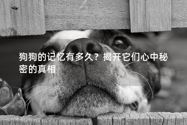 狗狗的記憶有多久?揭開它們心中秘密的真相 狗狗的記憶有多久?揭開它們心中秘密的真相