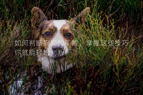 如何判斷狗狗的年齡，掌握這些技巧你就能輕松判斷