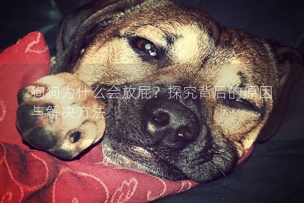 狗狗為什么會(huì)放屁？探究背后的原因與解決方法