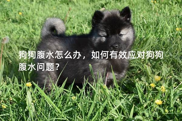 狗狗腹水怎么辦，如何有效應(yīng)對(duì)狗狗腹水問題？