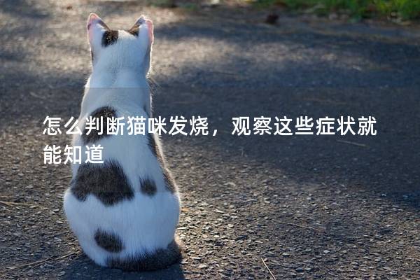 怎么判斷貓咪發(fā)燒，觀察這些癥狀就能知道