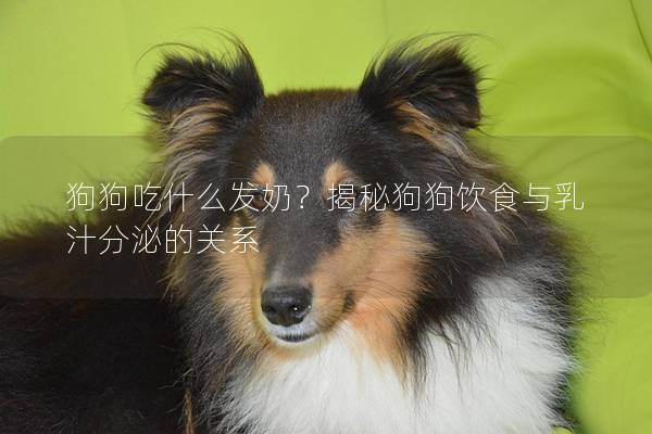 狗狗吃什么發(fā)奶?揭秘狗狗飲食與乳汁分泌的關(guān)系 狗狗吃什么發(fā)奶?揭秘狗狗飲食與乳汁分泌的關(guān)系