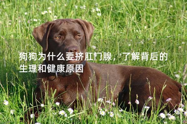 狗狗為什么要擠肛門腺，了解背后的生理和健康原因