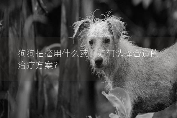 狗狗抽搐用什么藥，如何選擇合適的治療方案？