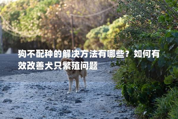狗不配種的解決方法有哪些？如何有效改善犬只繁殖問題