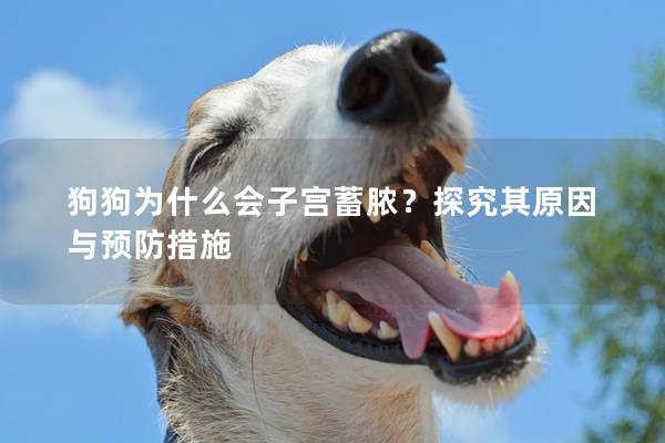 狗狗為什么會子宮蓄膿？探究其原因與預防措施