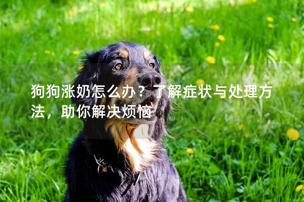 狗狗漲奶怎么辦？了解癥狀與處理方法，助你解決煩惱