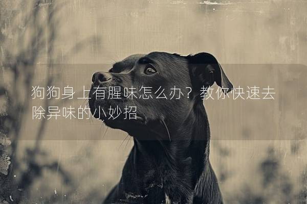 狗狗身上有腥味怎么辦？教你快速去除異味的小妙招