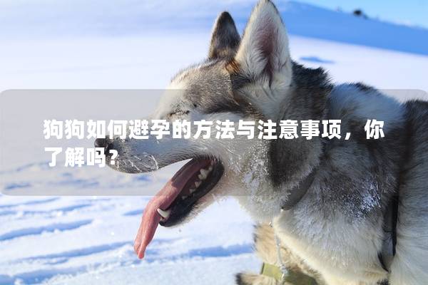 狗狗如何避孕的方法與注意事項，你了解嗎？