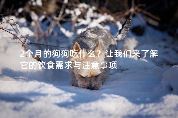 2個月的狗狗吃什么？讓我們來了解它的飲食需求與注意事項