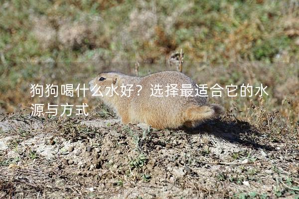 狗狗喝什么水好?選擇最適合它的水源與方式 狗狗喝什么水好?選擇最適合它的水源與方式