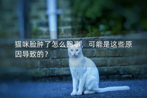 貓咪臉腫了怎么回事，可能是這些原因導致的？