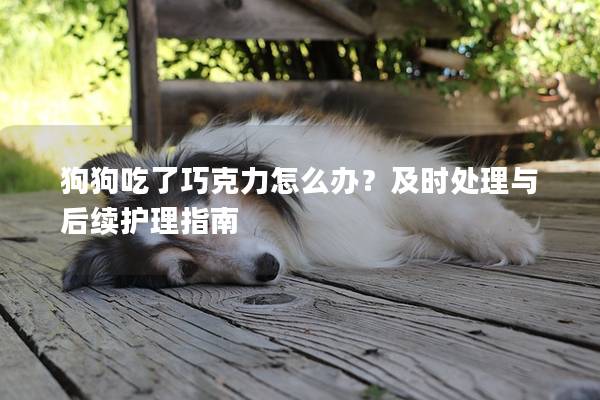 狗狗吃了巧克力怎么辦？及時處理與后續護理指南