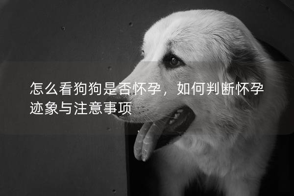 怎么看狗狗是否懷孕，如何判斷懷孕跡象與注意事項