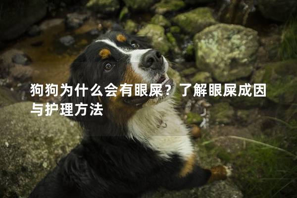 狗狗為什么會有眼屎？了解眼屎成因與護理方法
